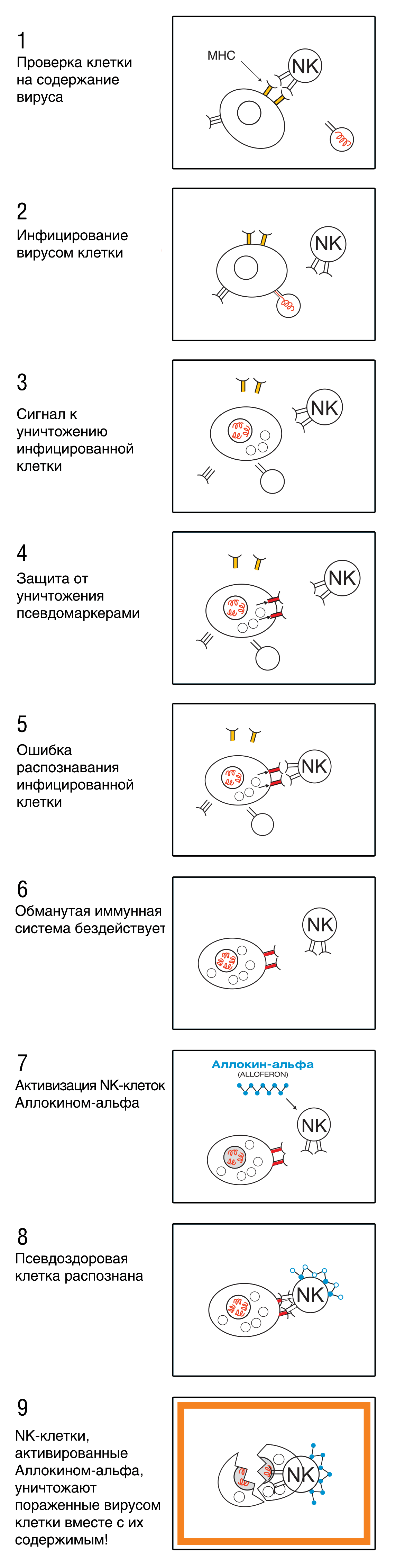 Механизм действия Аллокина-альфа Механизм действия Аллокина-альфа